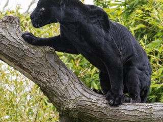 Главная фотография любовницы Эсмеральда